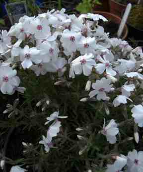 Phlox subulata Amazing Grace for sale  mail order alpine plants